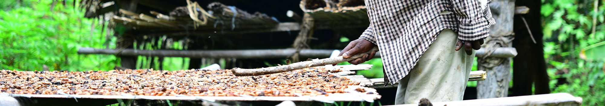Séchage du cacao en Côte d'Ivoire. © Fracture Numérique, Cirad. 