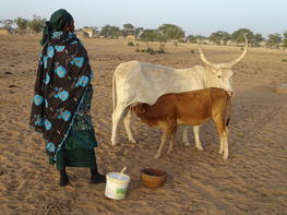 Une productrice de lait au Sénégal, © JD Cesaro, Cirad